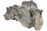 Fossil Iguanodont Dinosaur (Mantellisaurus?) Sacrum - England #238080-3